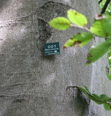 Beim Projekt 1 000 Baumriesen werden alte, große und vitale Bäume gezielt aus der Holznutzung/-verwertung herausgenommen. Das Bild zeigt umweltfreundliche Plakette, die zur Identifizierung des Baums als Baumriesen angebracht wurde.