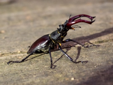 Erhalt und Förderung der Fledermaus. Das Nachhaltigkeits-Projekt "Draculas Speisekammer"