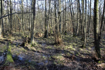 Erlenbruchwald im Forstgebiet Buchenborn