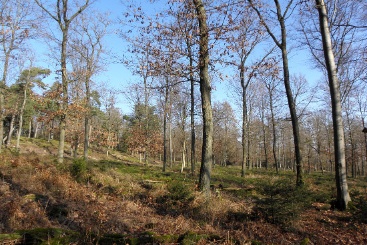 Lichtdurchfluteter Wald auf dem Sommerhang