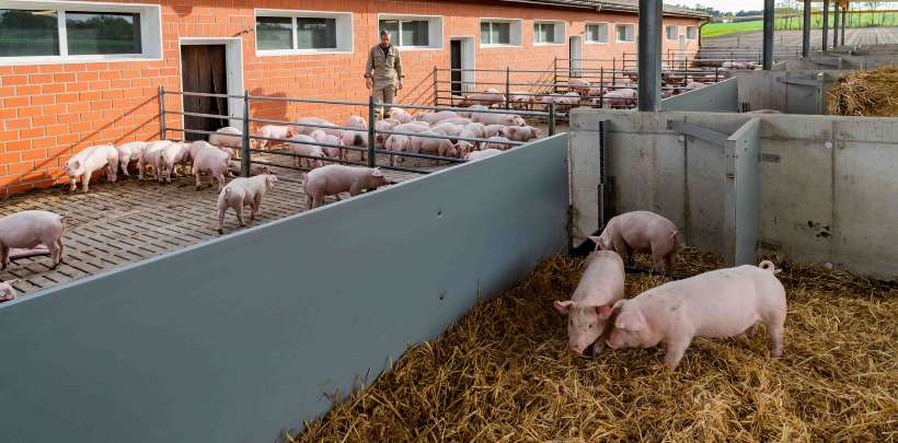 Schweinestall mit Außenbereich und überdachtem Außenbereich, der Landwirt macht seinen Kontrollgang