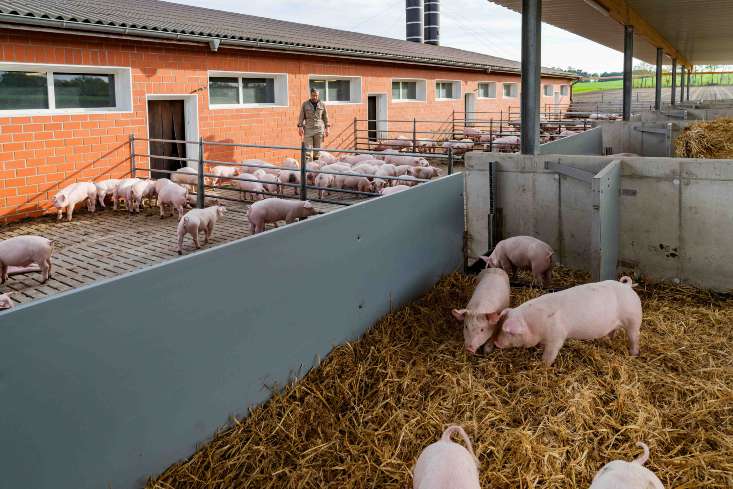 Schweinestall mit Außenbereich und überdachtem Außenbereich, der Landwirt macht seinen Kontrollgang